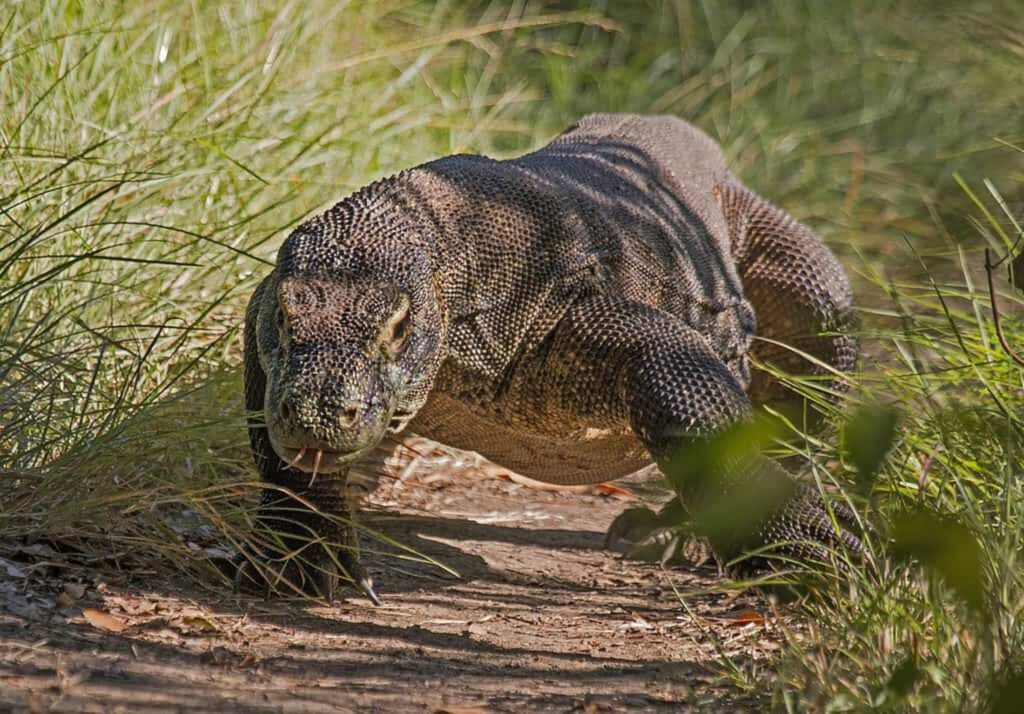 Maior lagarto do mundo tem ‘dentes de ferro’ e mordida