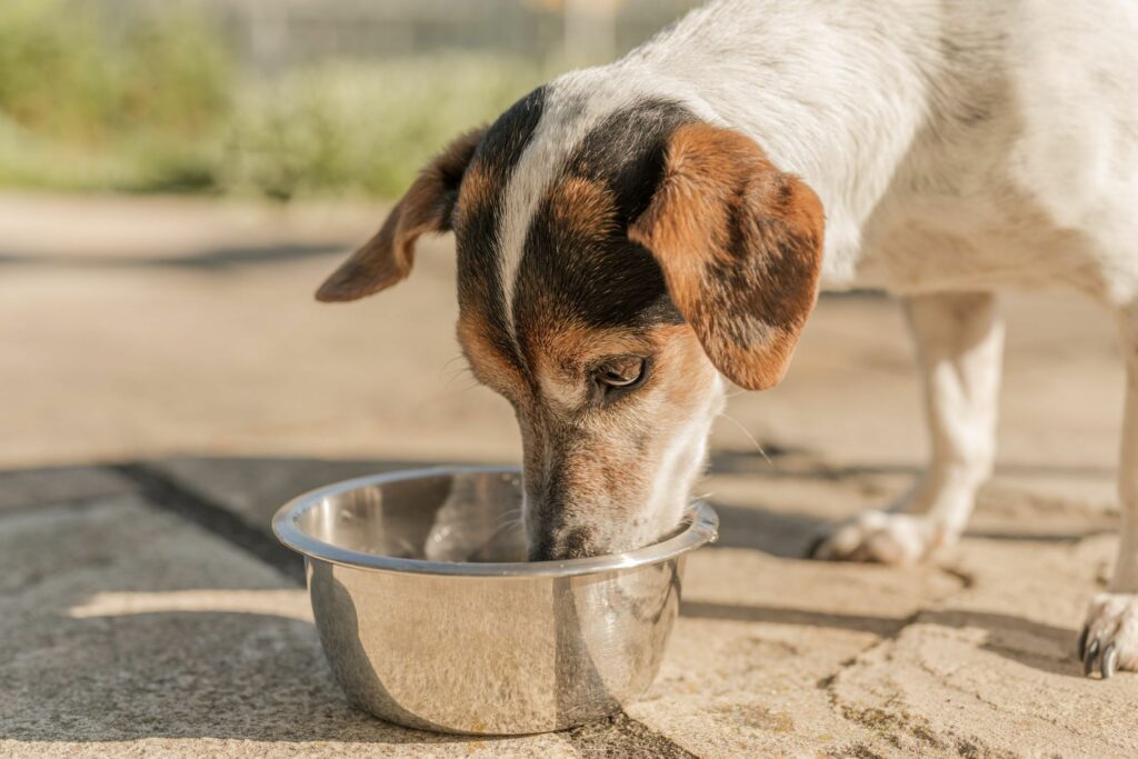 Mais de 90% dos pets não têm plano de saúde