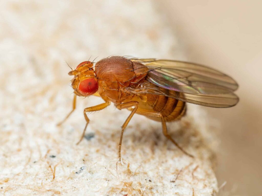 Mosca das frutas tem gene que pode reverter sintomas de