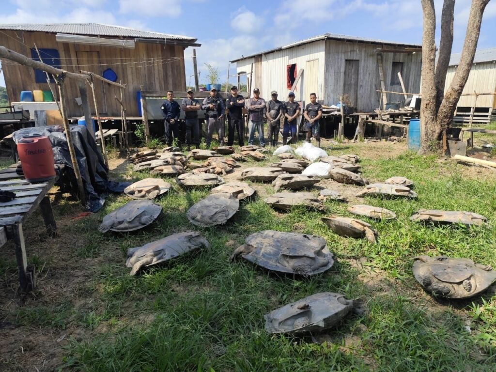 No Amazonas, 400 quelônios e tartarugas apreendidos pela polícia são