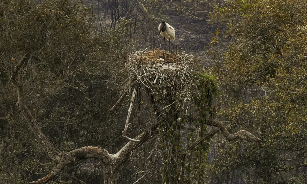 Pantanal: Biólogos tentam salvar fauna ameaçada pelo fogo