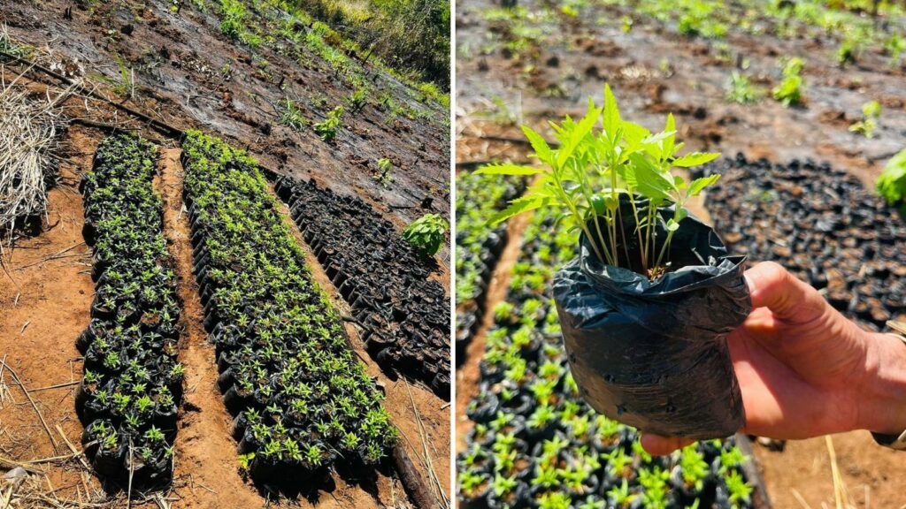 Polícia Federal destrói mais de 7 mil pés de maconha