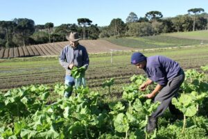 Pronaf 2023/2024 investiu R$ 1,36 bilhão na agricultura familiar do