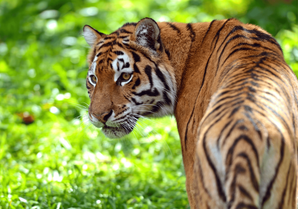 Quais os maiores felinos do mundo?