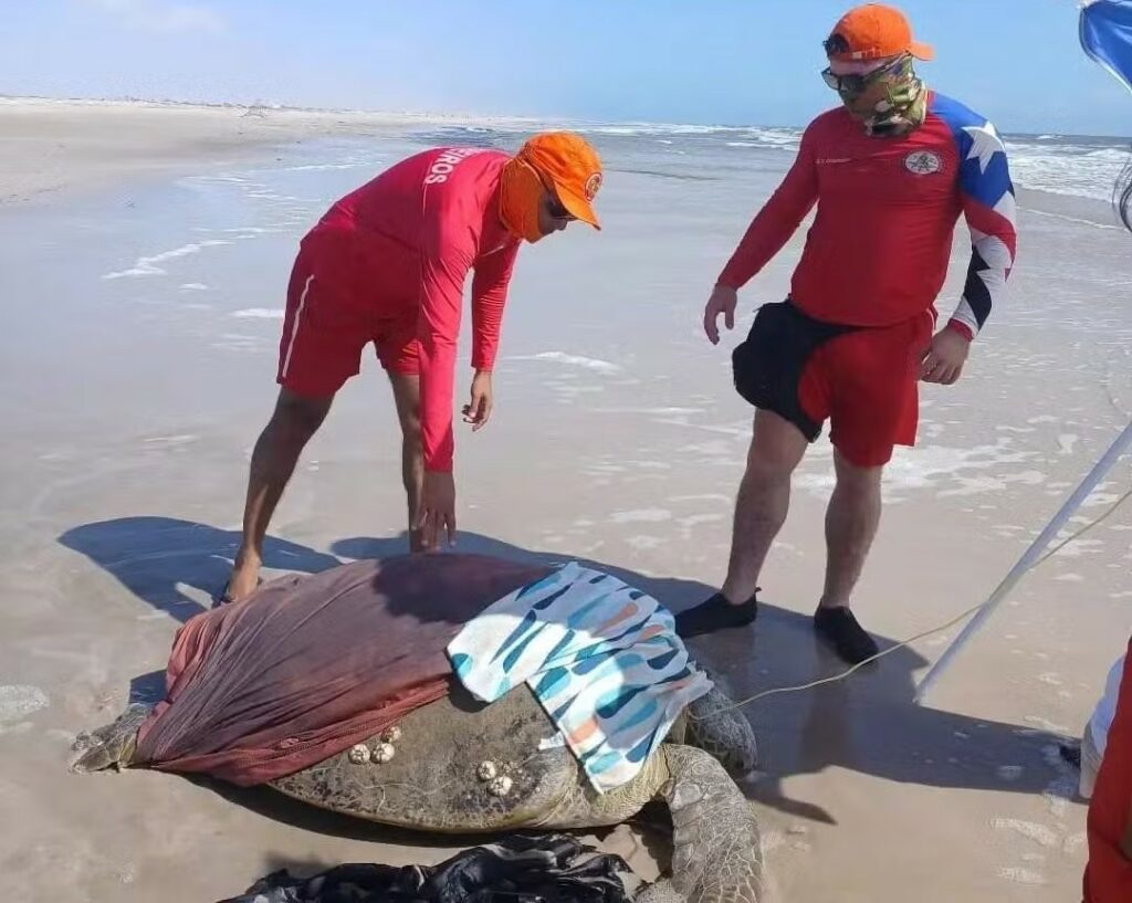 Tartaruga-verde é resgatada no Parque Nacional dos Lençóis Maranhenses