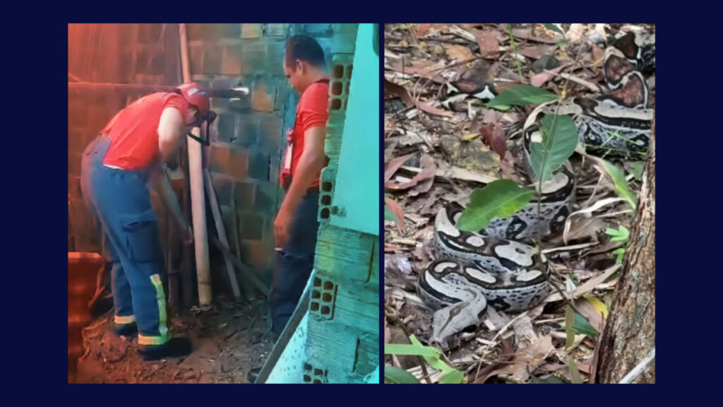 Vídeo: jiboia de 1,60m é capturada por bombeiros na Vila