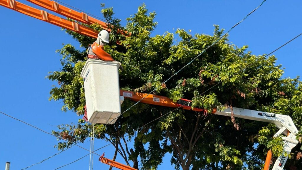 Após apagões, Enel promete dobrar podas de árvores em São