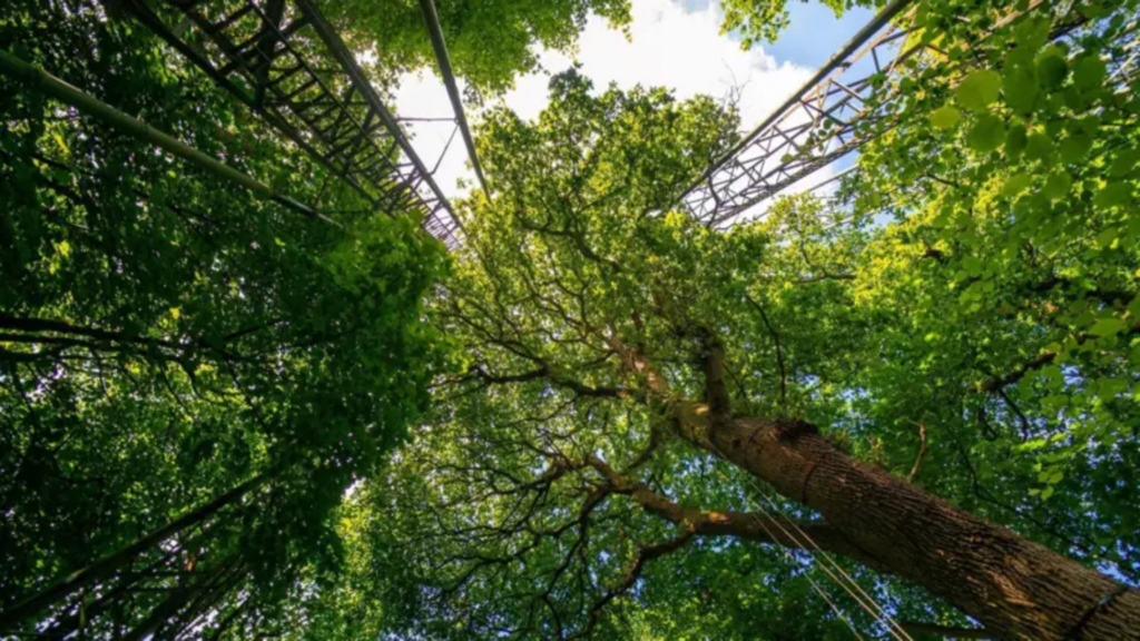 Árvores antigas podem combater mudanças climáticas; entenda