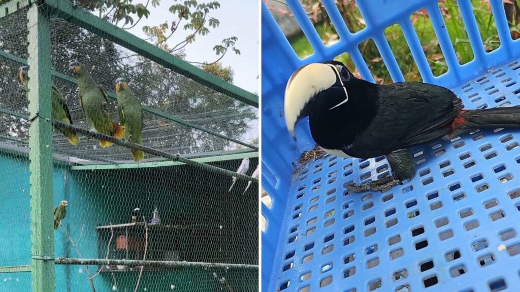 Aves silvestres são encontradas durante a Operação Scarface