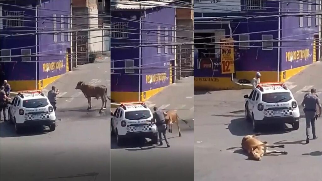 Boi é baleado e morto por PM em rua da