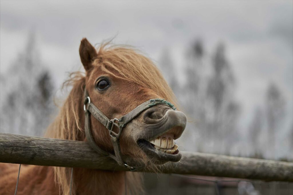 Cavalos são ótimos estrategistas, aponta estudo