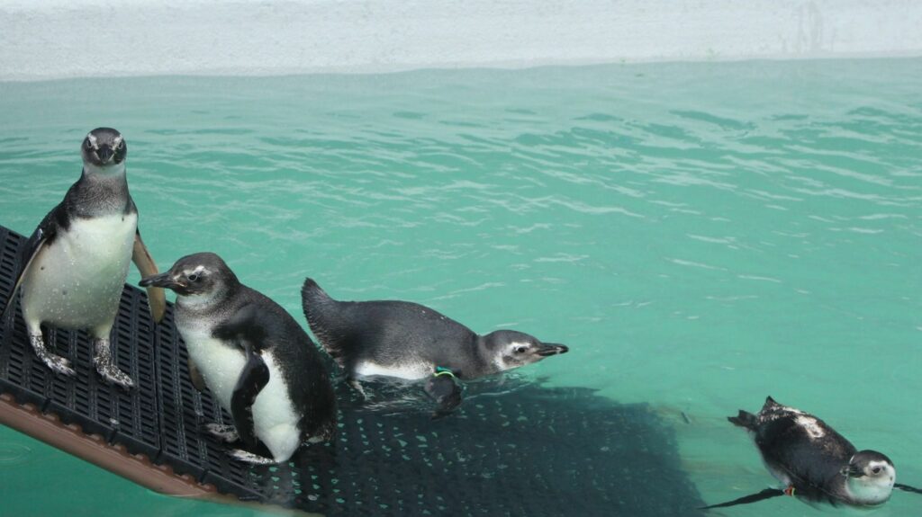 Cerca de 1.800 pinguins morreram em Florianópolis na temporada de