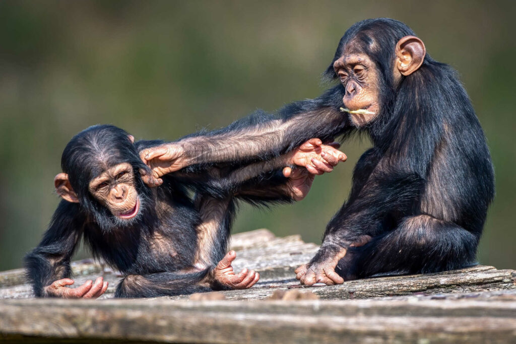 Chimpanzés conseguem pronunciar uma palavra humana; saiba qual