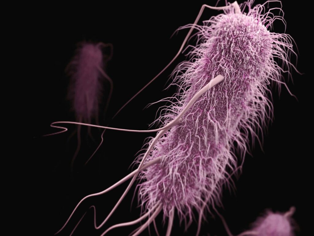 Escherichia coli (E. coli): o que é e infecção é