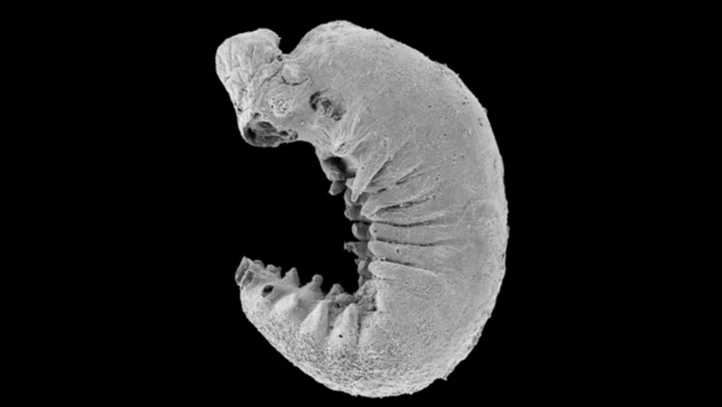 Larva de 500 milhões de anos revela como cérebro dos