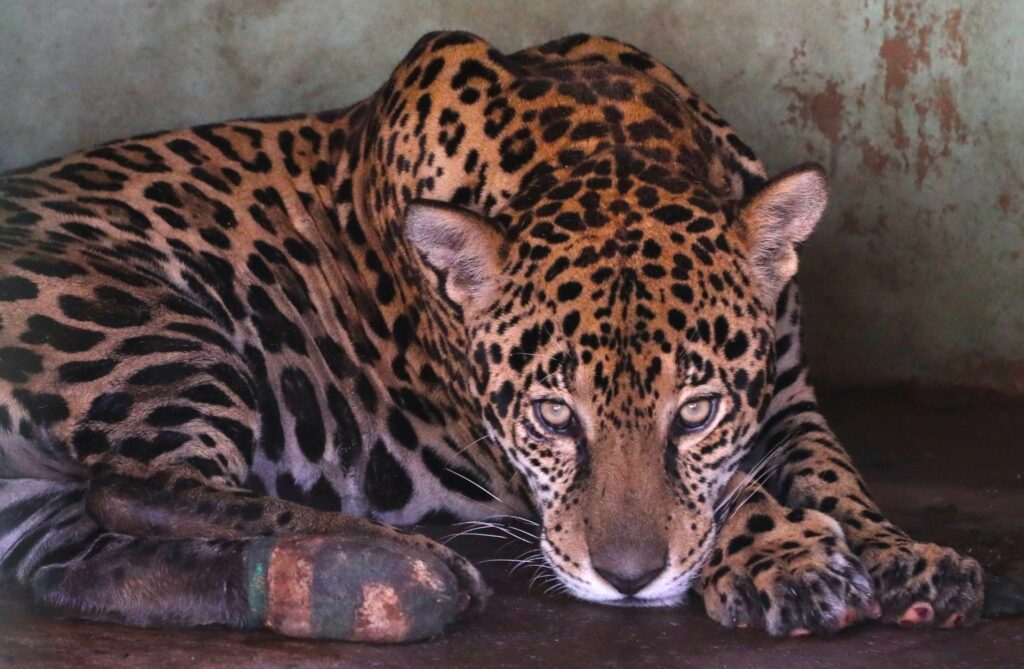 Onças resgatadas após incêndios no Pantanal se recuperam e podem