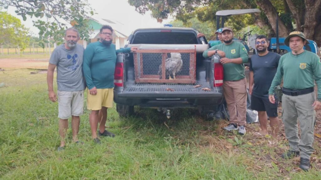 Operação resgata gavião-real após choque com fiação no Pará