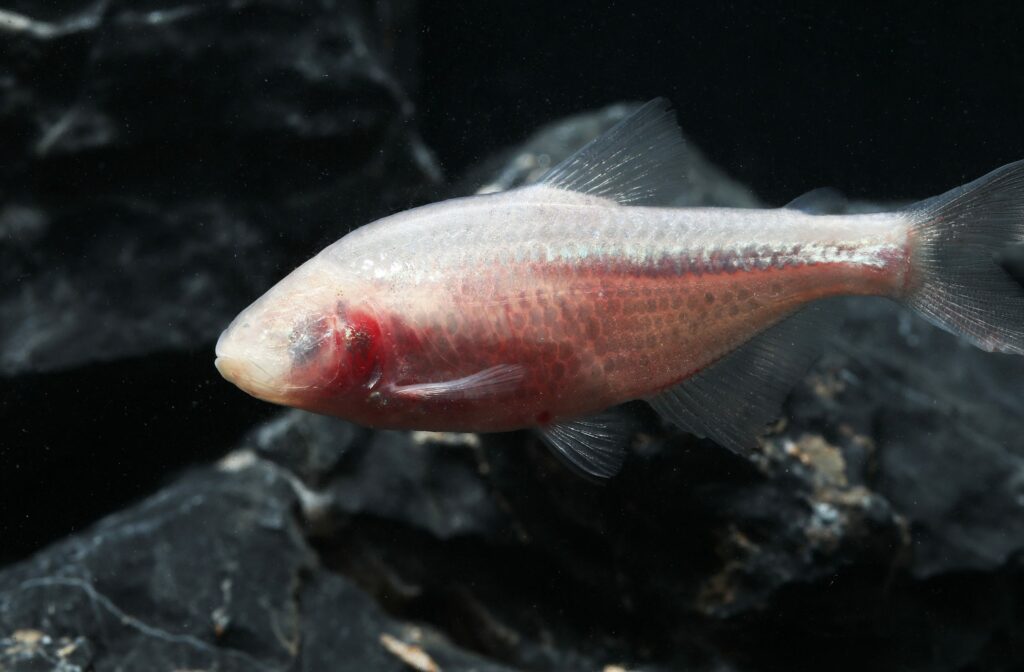 Peixes cegos das cavernas sofrem transformação bizarra ao longo da