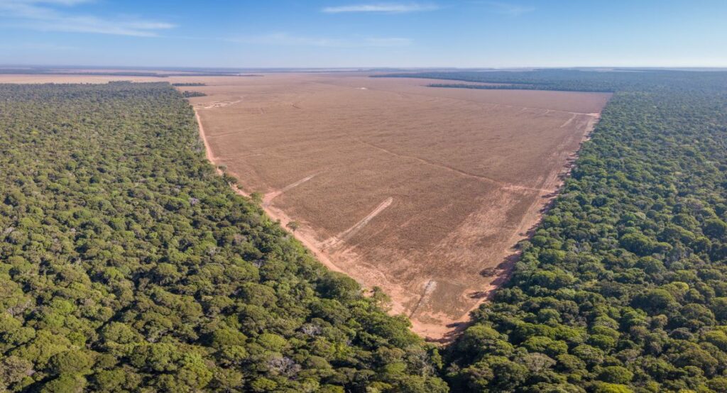 Perda histórica: Brasil teve um terço dos bens naturais devastados