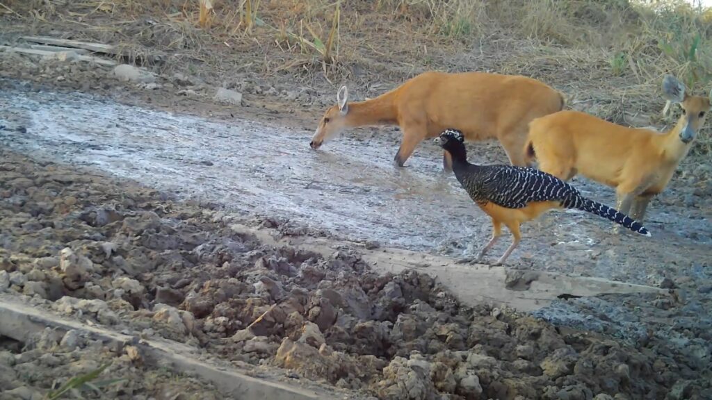 Seca no Pantanal: câmeras flagram animais em busca de água