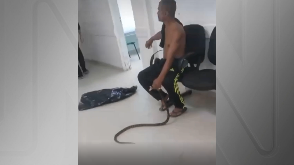 Vídeo: homem leva cobra a hospital após ser picado pelo