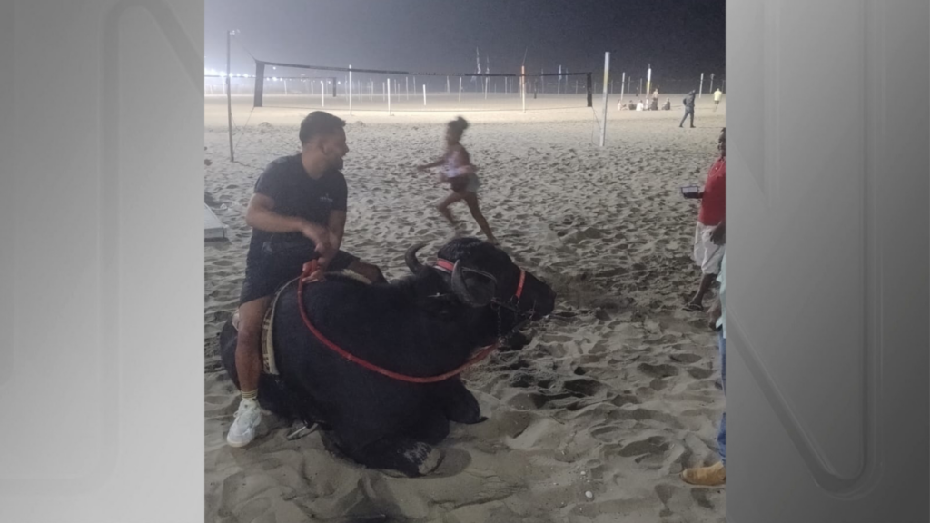 Vídeos: homem é flagrado passeando com búfalo na praia de