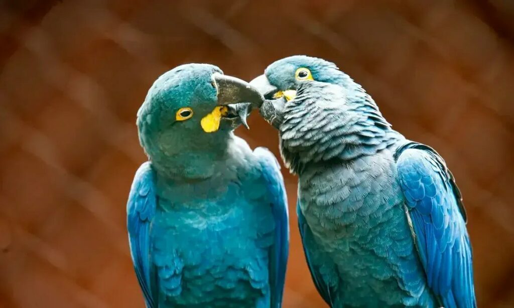 Ameaçada de extinção, arara-azul-de-lear é exibida ao público pela 1ª vez