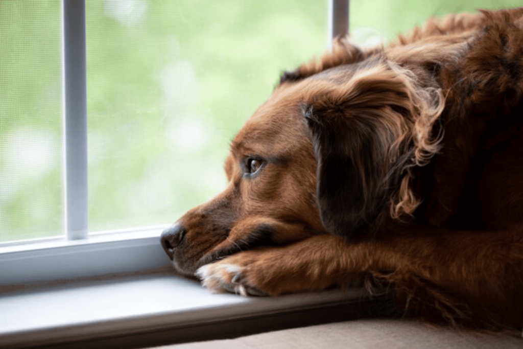 Animais também ficam de luto como os humanos?