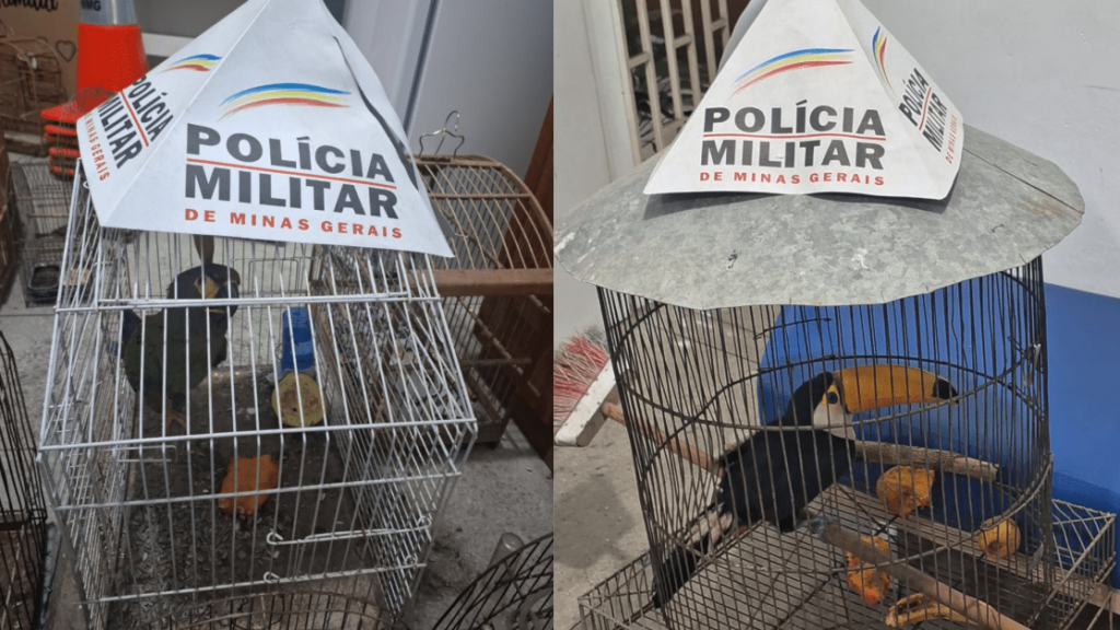 Aves com risco de extinção são resgatadas durante operação em