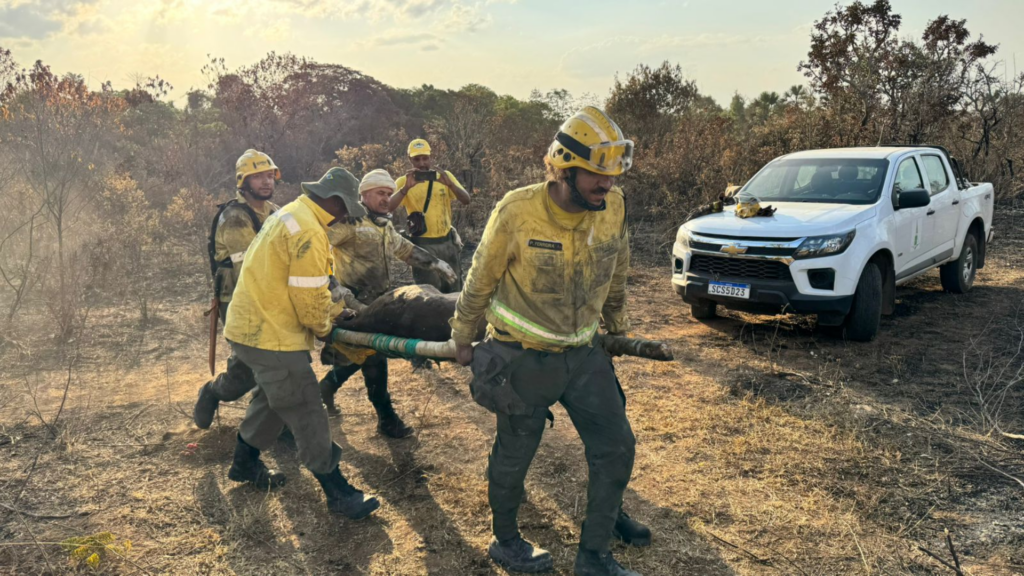 Bombeiros resgatam anta ferida em incêndio no Parque Nacional de