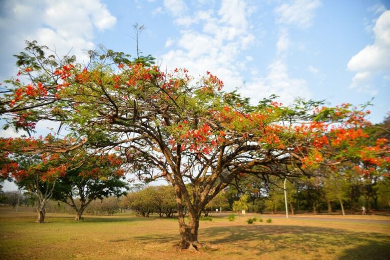 Chegada da primavera traz expectativa de melhora do calor e