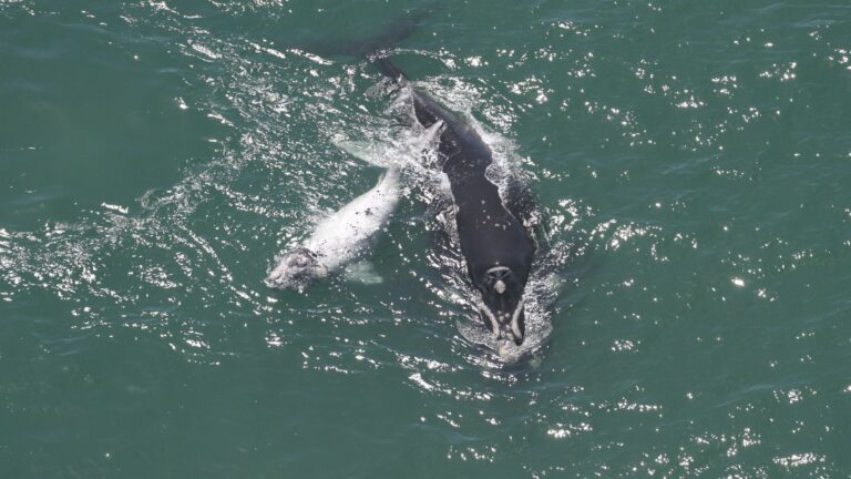 Filhote de baleia semialbino é visto no litoral de Santa