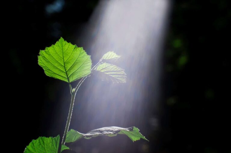 Fotossíntese no escuro? Cientistas descobrem o mínimo de luz necessária