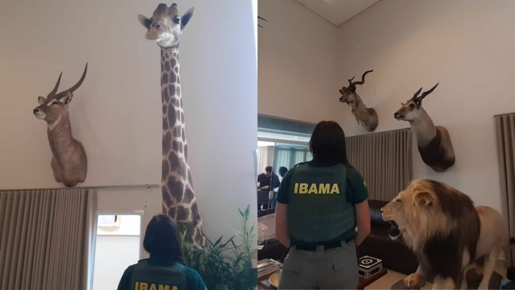 Girafa, búfalo e leão: Ibama apreende animais empalhados em casa