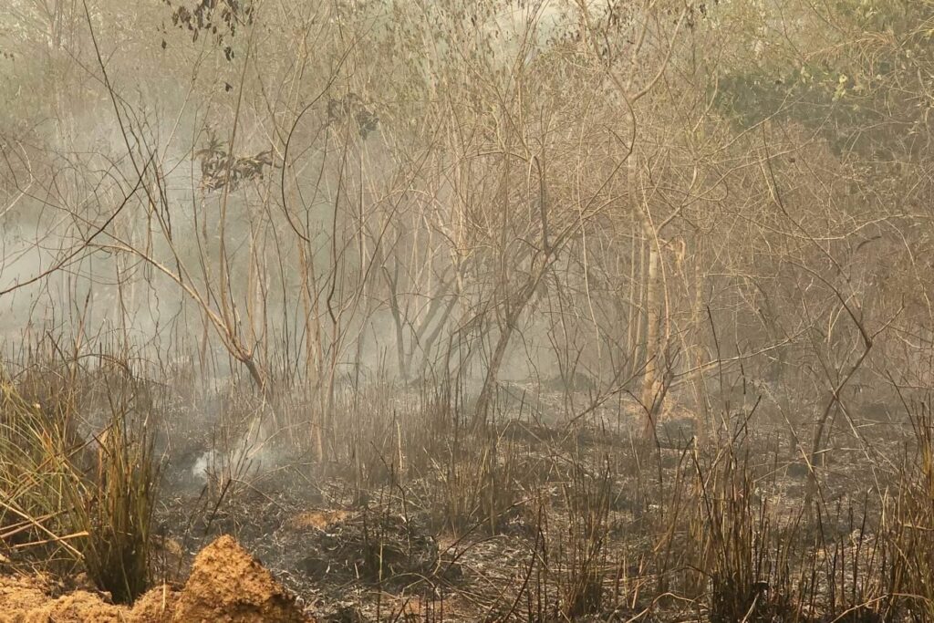 Homem é preso após provocar incêndio em mata no Pará