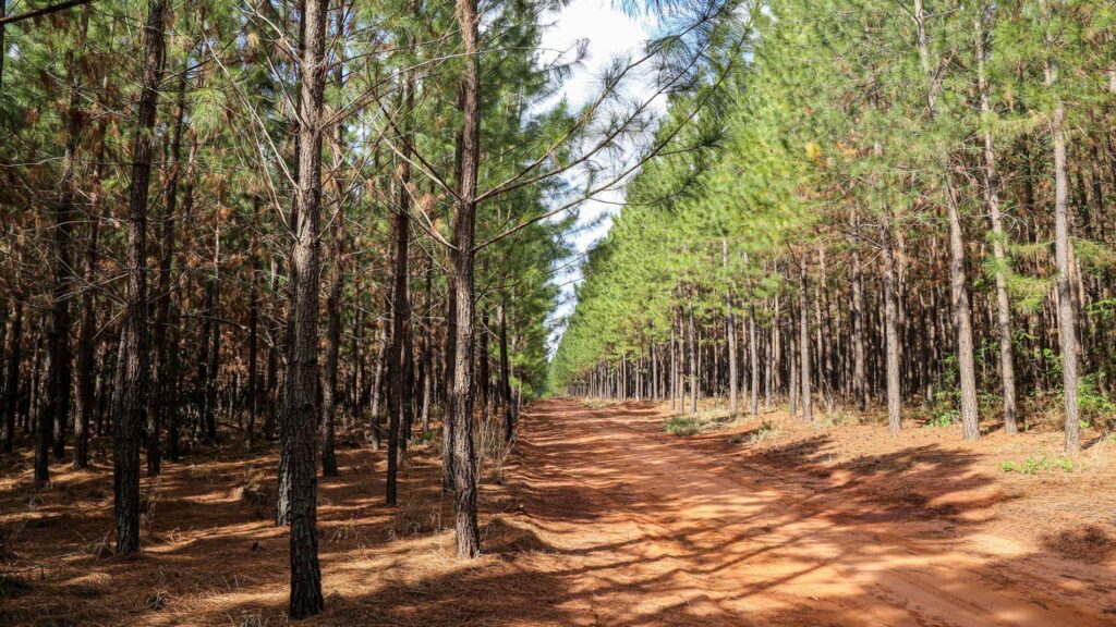 Incêndio atinge floresta de matérias-primas para lápis da Faber-Castell em