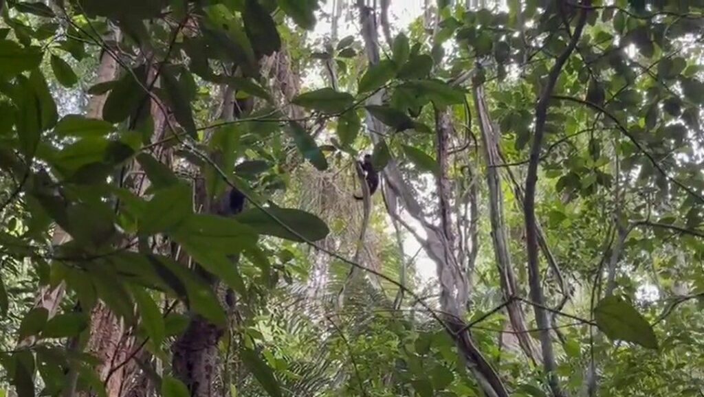 Macaquinhas dopadas no Jardim Botânico do Rio voltam à natureza