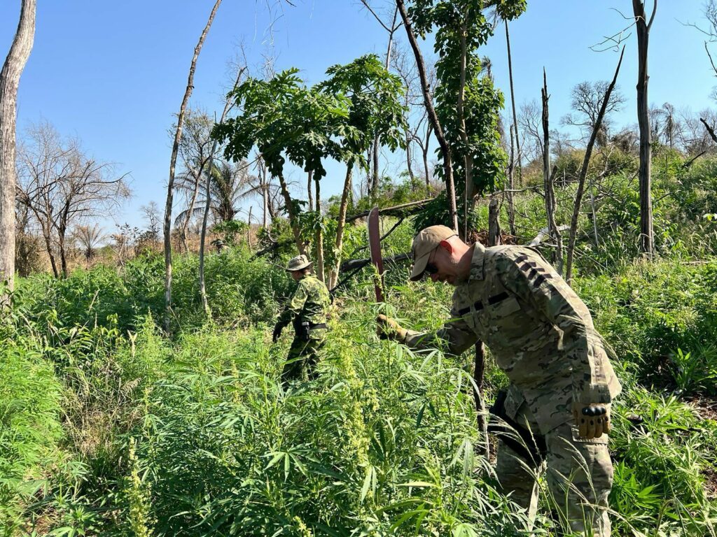 PF destrói 153 toneladas de maconha em operação na fronteira