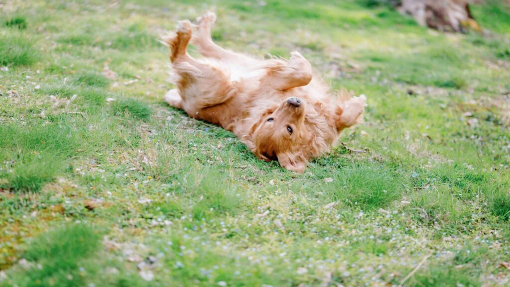 Por que cachorros amam rolar no cocô e outras coisas