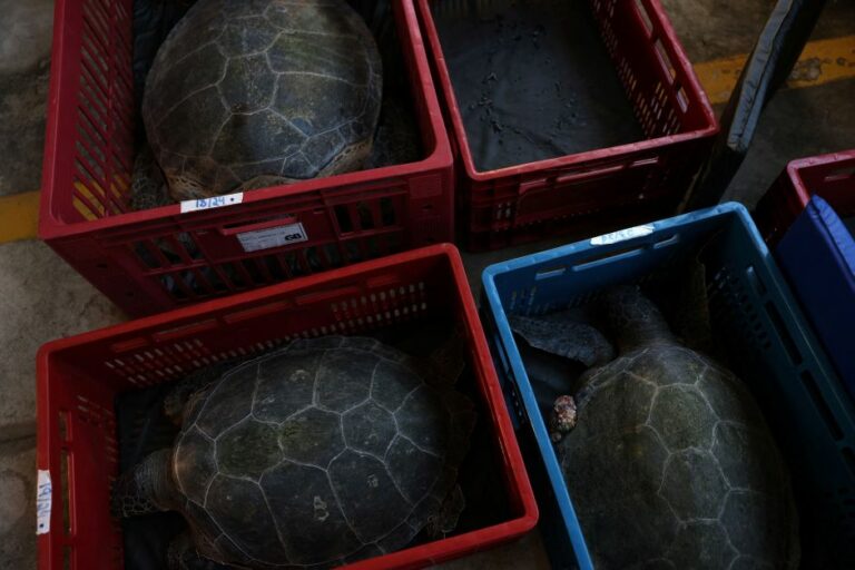 Qualidade da água melhora e tartarugas marinhas da Baía de Guanabara