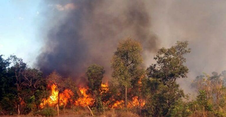 Queimadas no Brasil batem recorde de 14 anos, aponta Inep