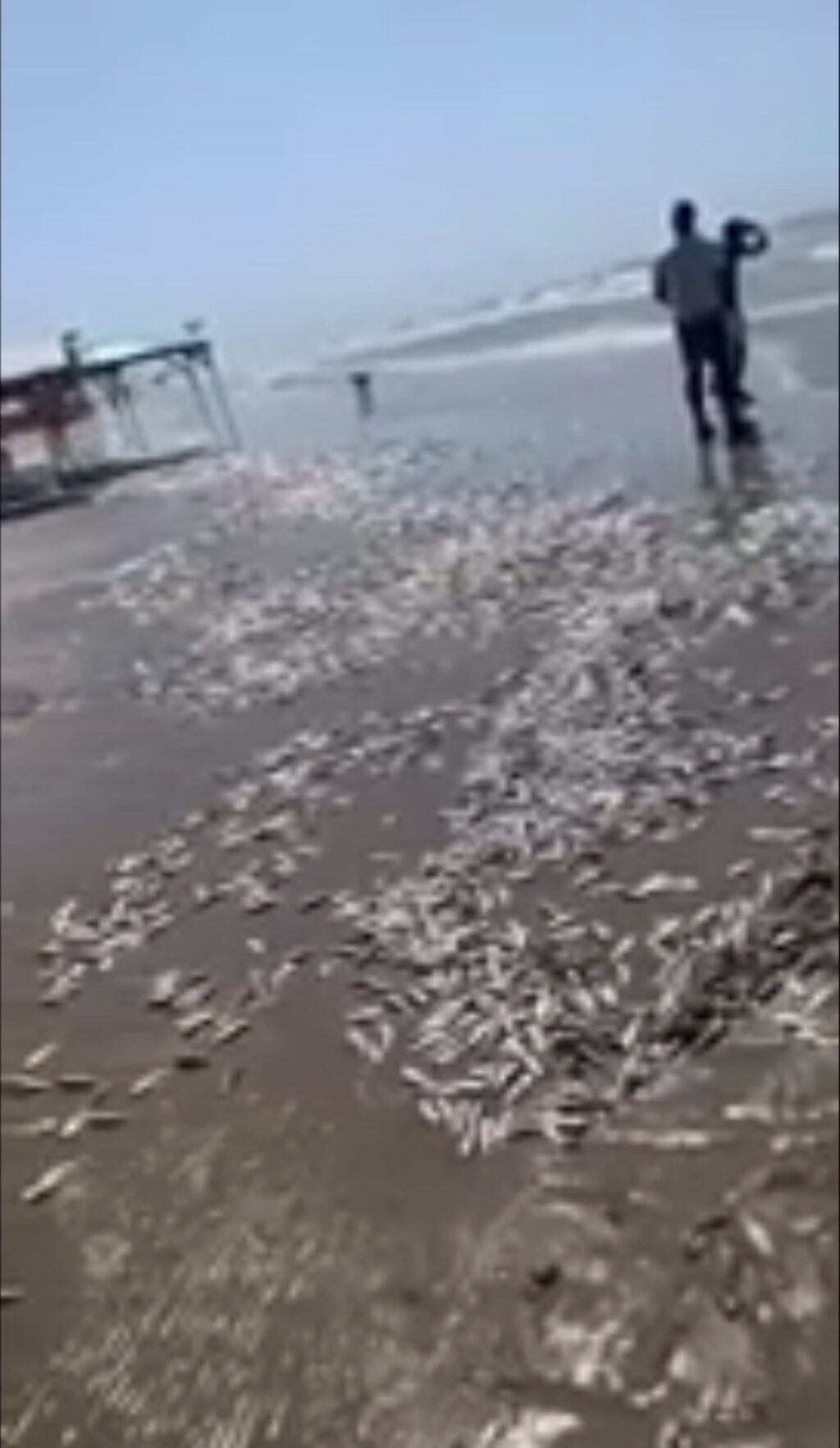 Sardinhas mortas aparecem na areia na praia do Araçagi