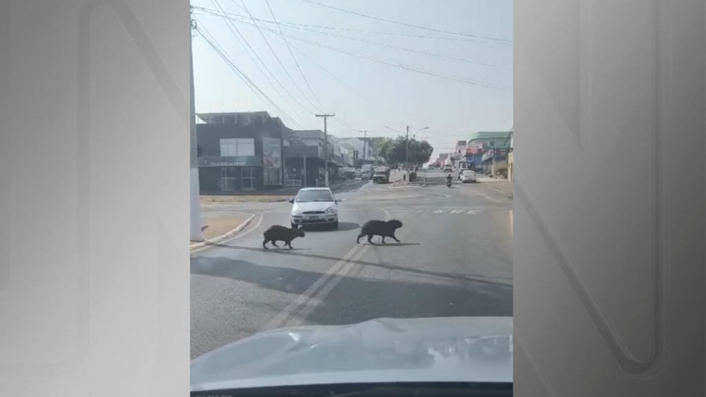 Vídeo: motorista não espera família de capivaras atravessar rua e