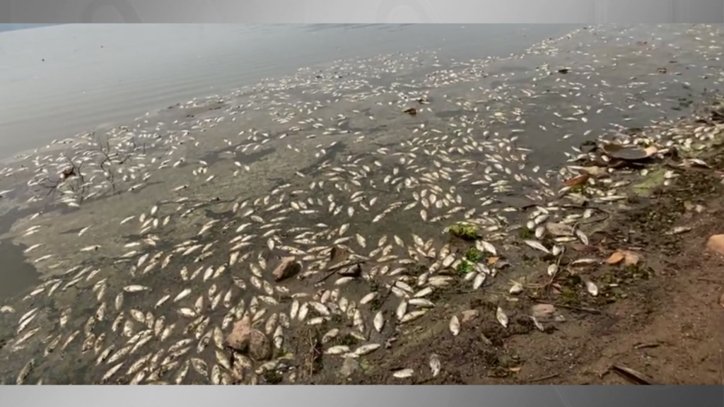 Vídeo: peixes são encontrados mortos às margens da Represa Billings