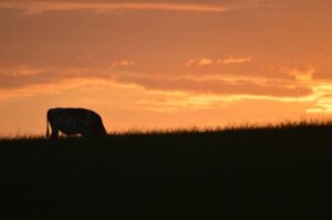 Como gás metano piora a emergência climática?