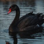 Como um cisne de pelúcia milenar da Sibéria está relacionado