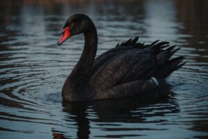 Como um cisne de pelúcia milenar da Sibéria está relacionado