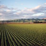 Descoberta de segredo das plantas pode aumentar produção agrícola