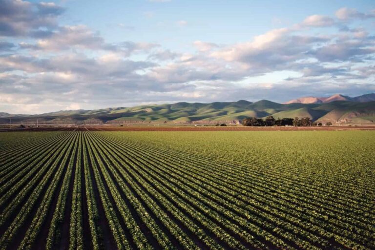 Descoberta de segredo das plantas pode aumentar produção agrícola