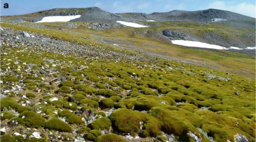 FOTOS: Antártida está ficando cada vez mais verde graças ao